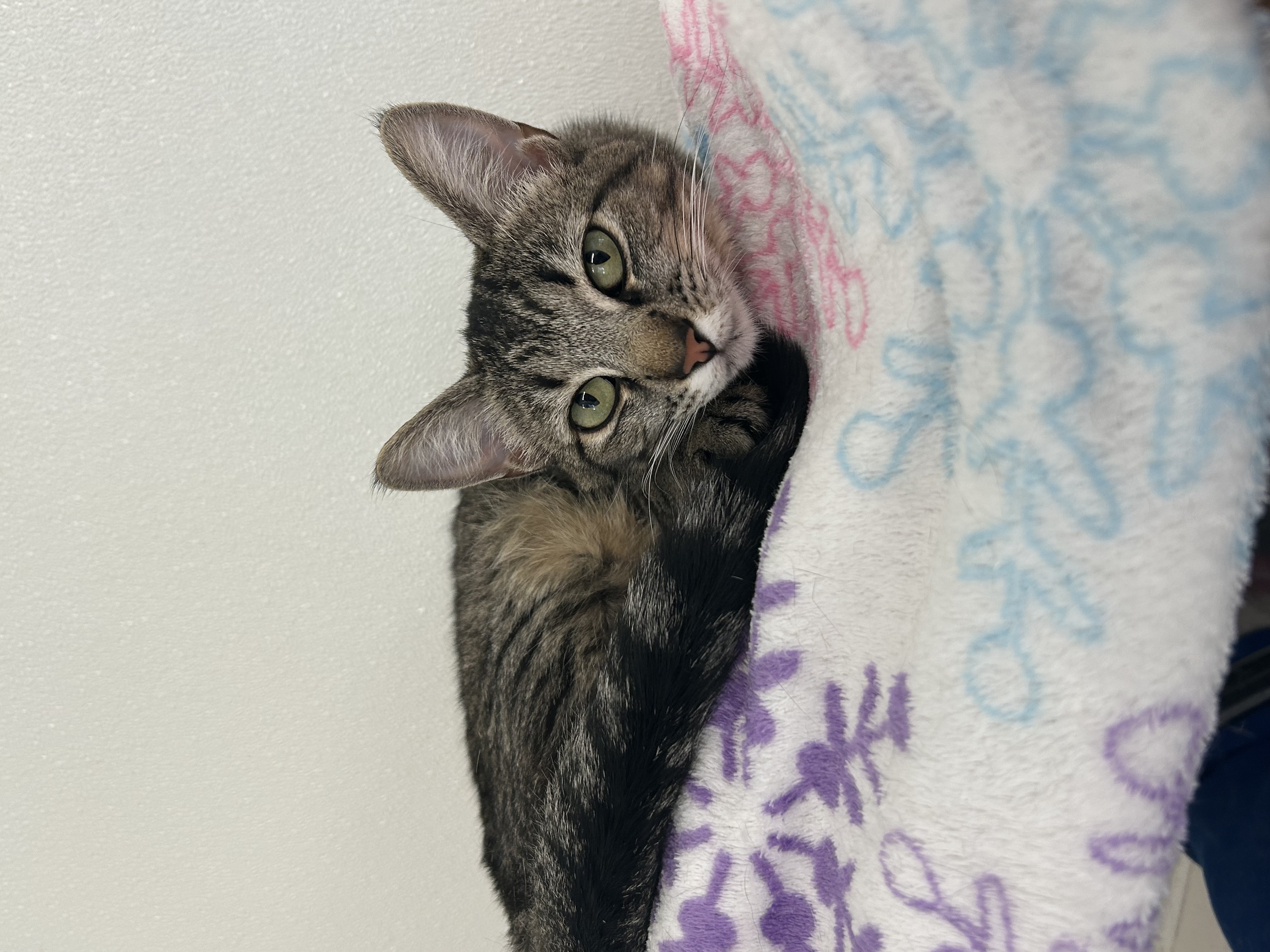 Enlarge Davina, a Adoptable Domestic Short Hair in El Cajon, CA image 2/3