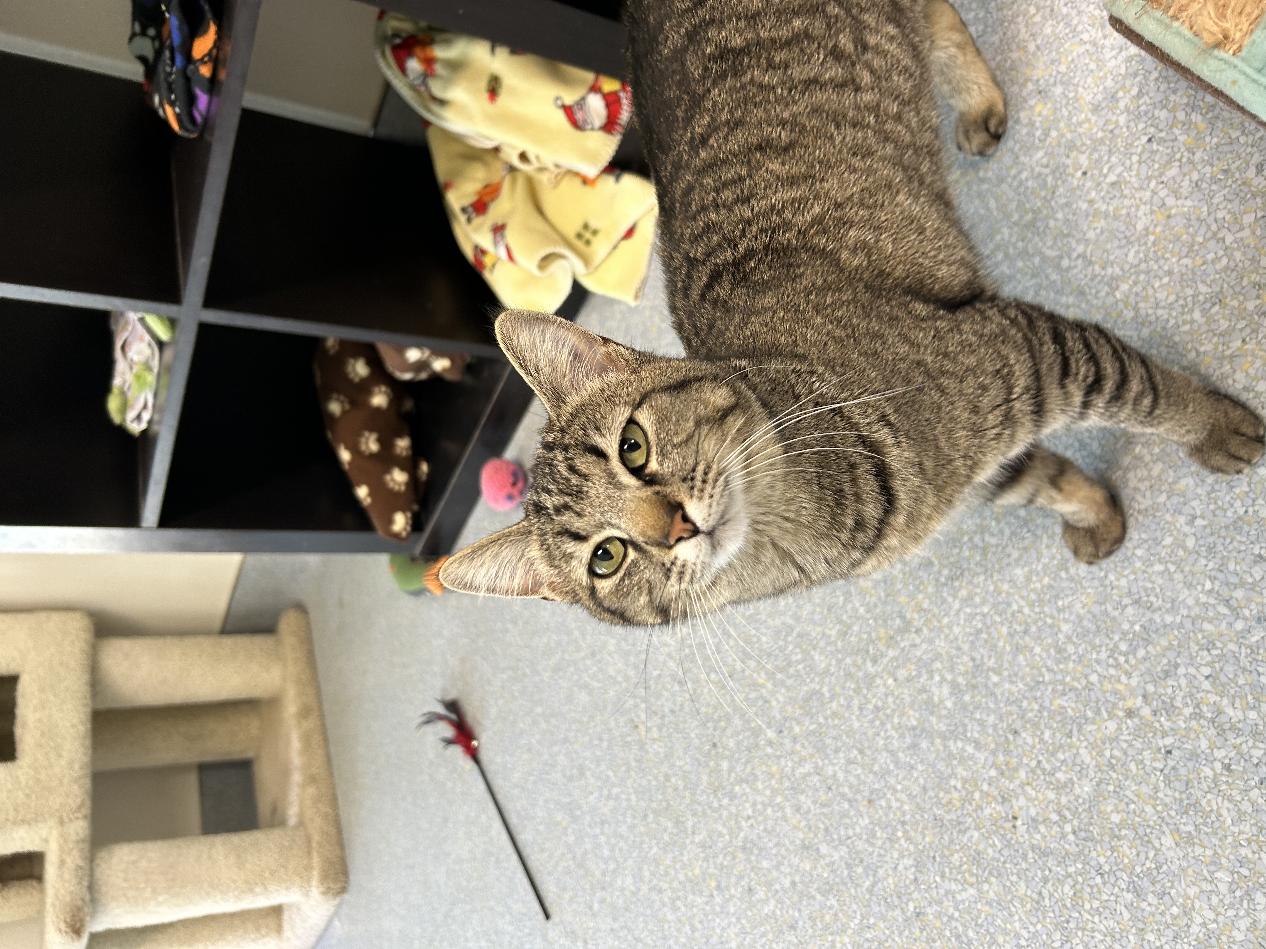 Davina, Adoptable, Young Female Domestic Short Hair.