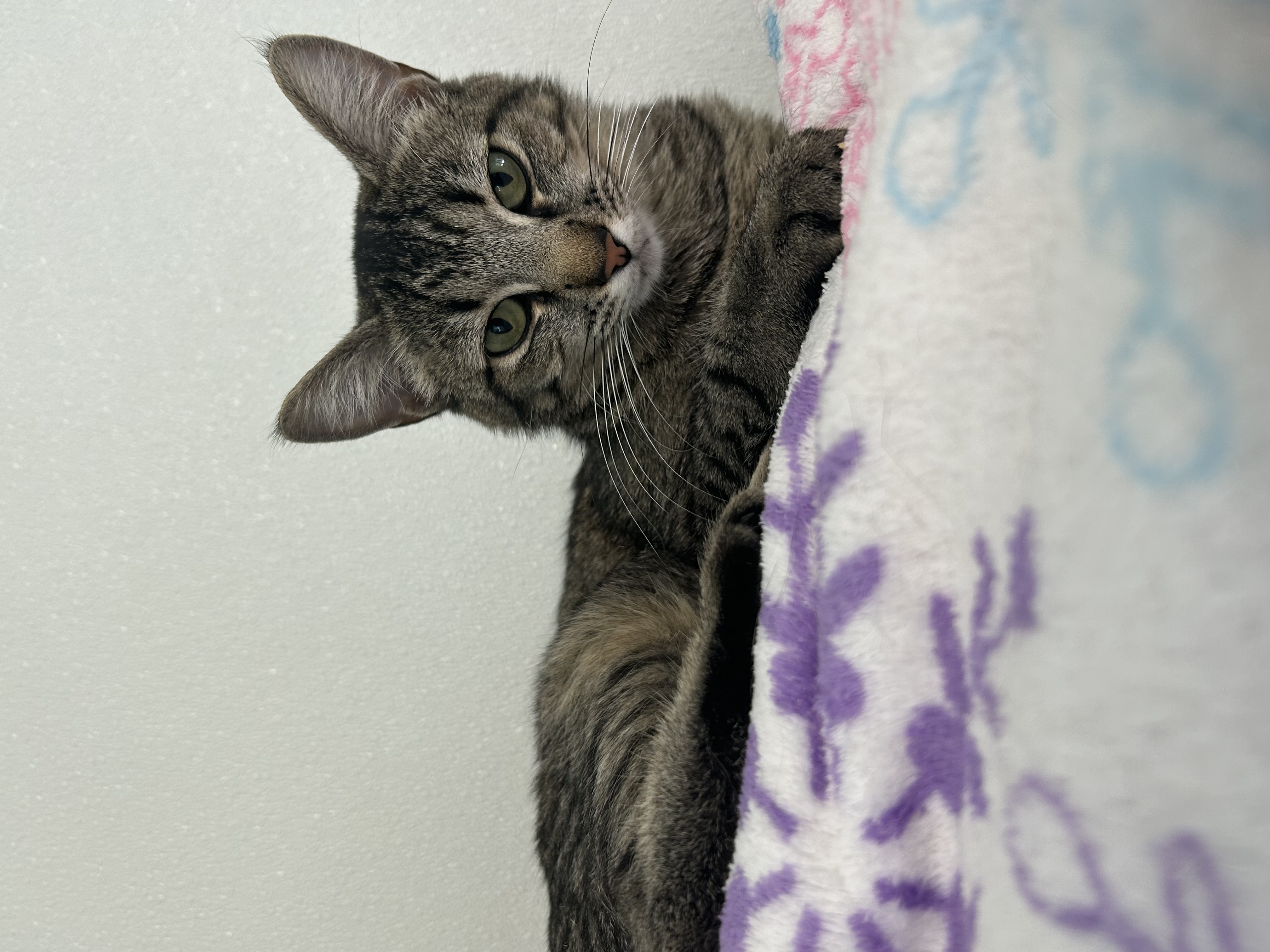 Enlarge Davina, a Adoptable Domestic Short Hair in El Cajon, CA image 3/3