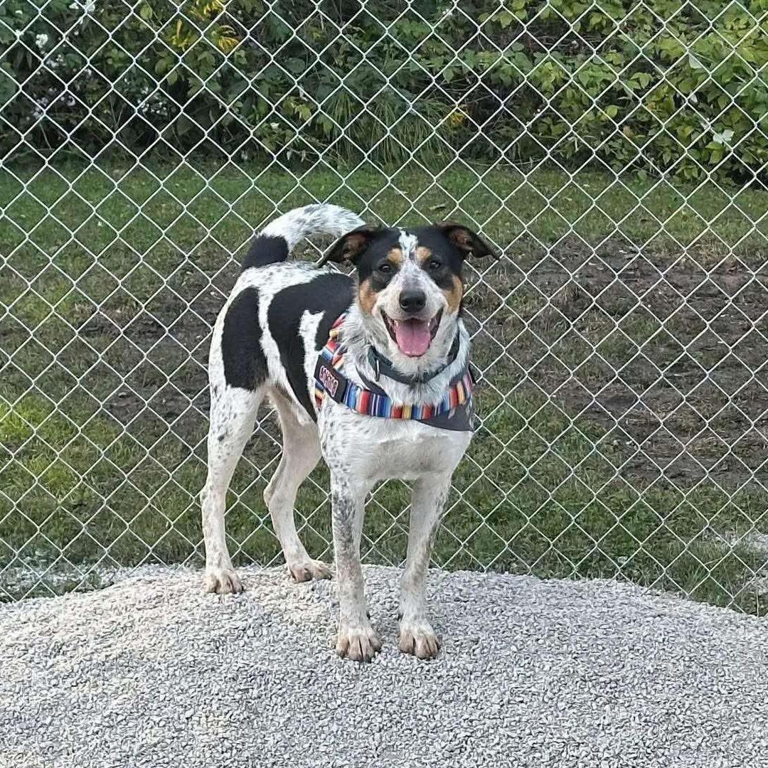 Max, ADOPTABLE, Young Male Australian Cattle Dog / Blue Heeler.