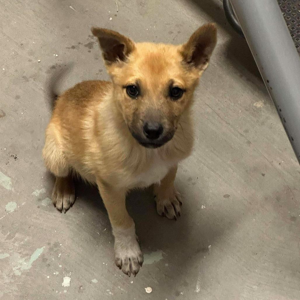 Cooper, Adoptable, Puppy Male Shepherd.