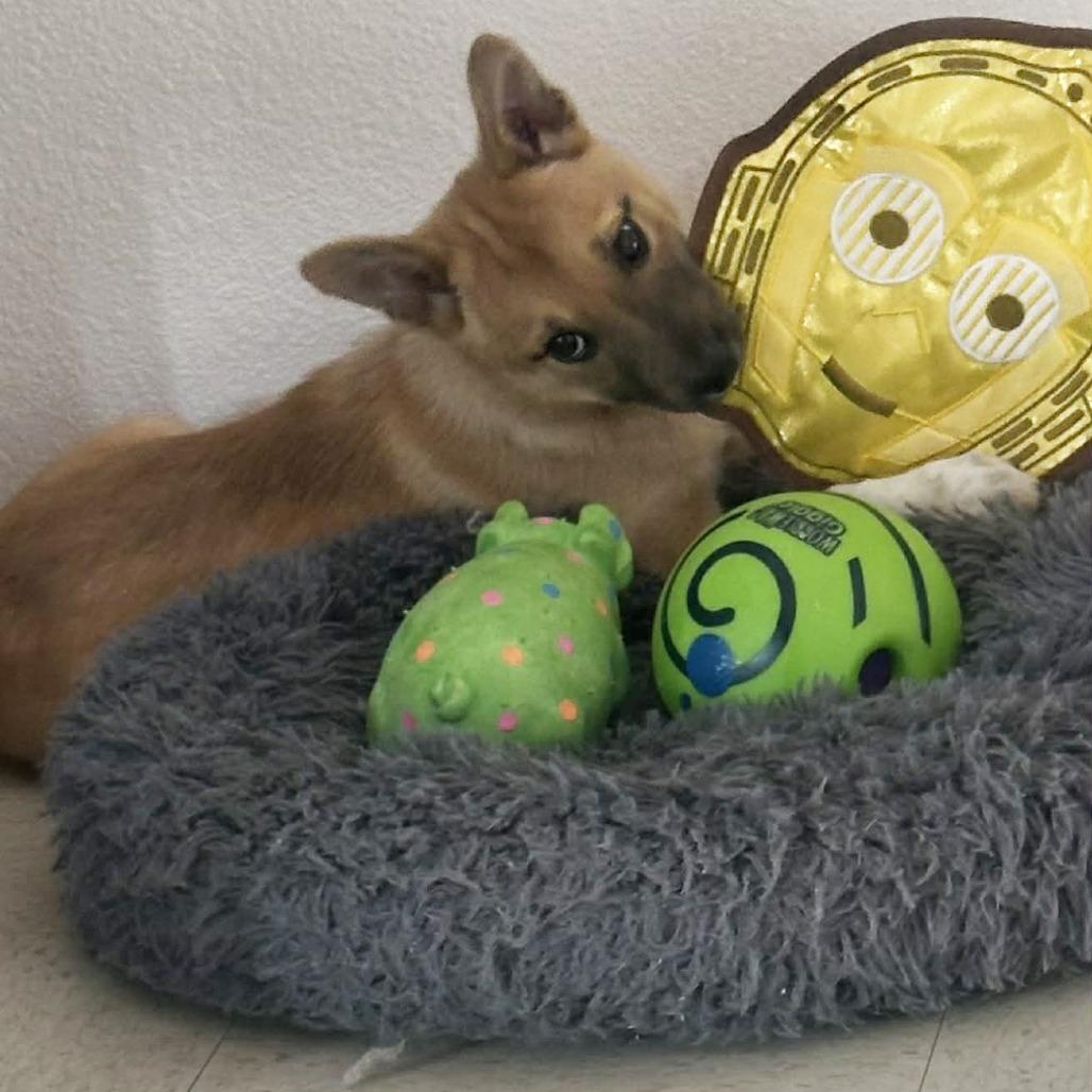 Cooper, a Adoptable Shepherd in Tuba City, AZ image 2/6