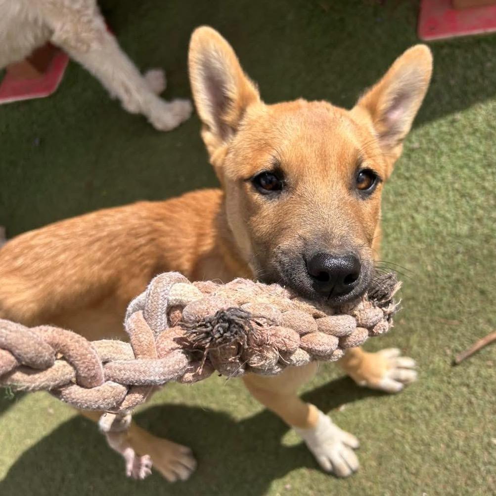 Cooper, a Adoptable Shepherd in Tuba City, AZ image 3/6