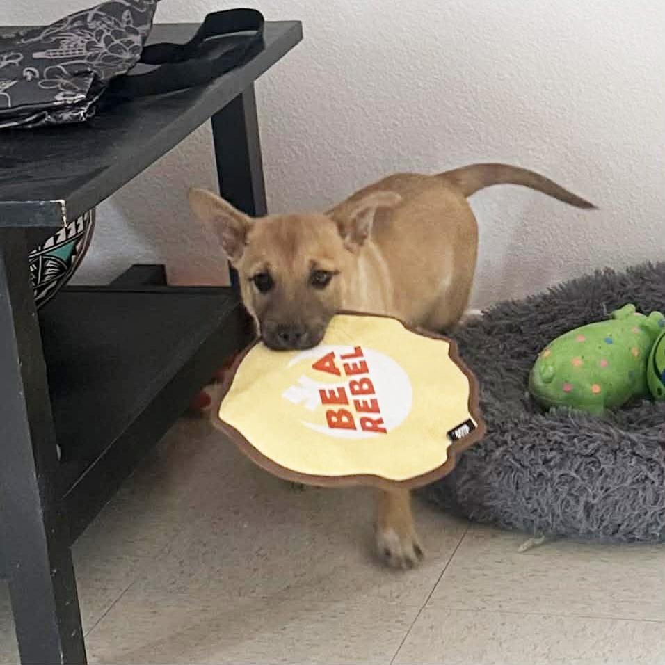 Cooper, a Adoptable Shepherd in Tuba City, AZ image 4/6