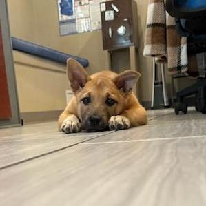 Cooper, a Adoptable Shepherd in Tuba City, AZ image 5/6