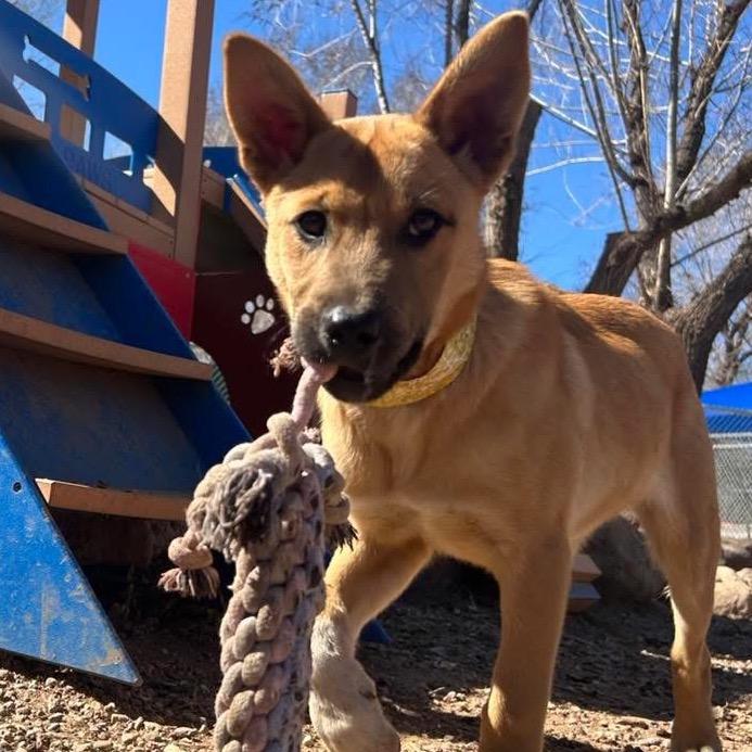 Cooper, a Adoptable Shepherd in Tuba City, AZ image 6/6