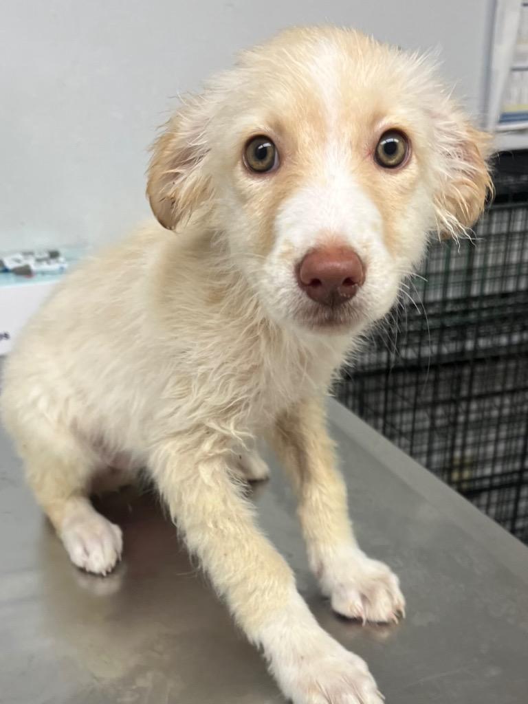 Sally, Adoptable, Puppy Female Mixed Breed.