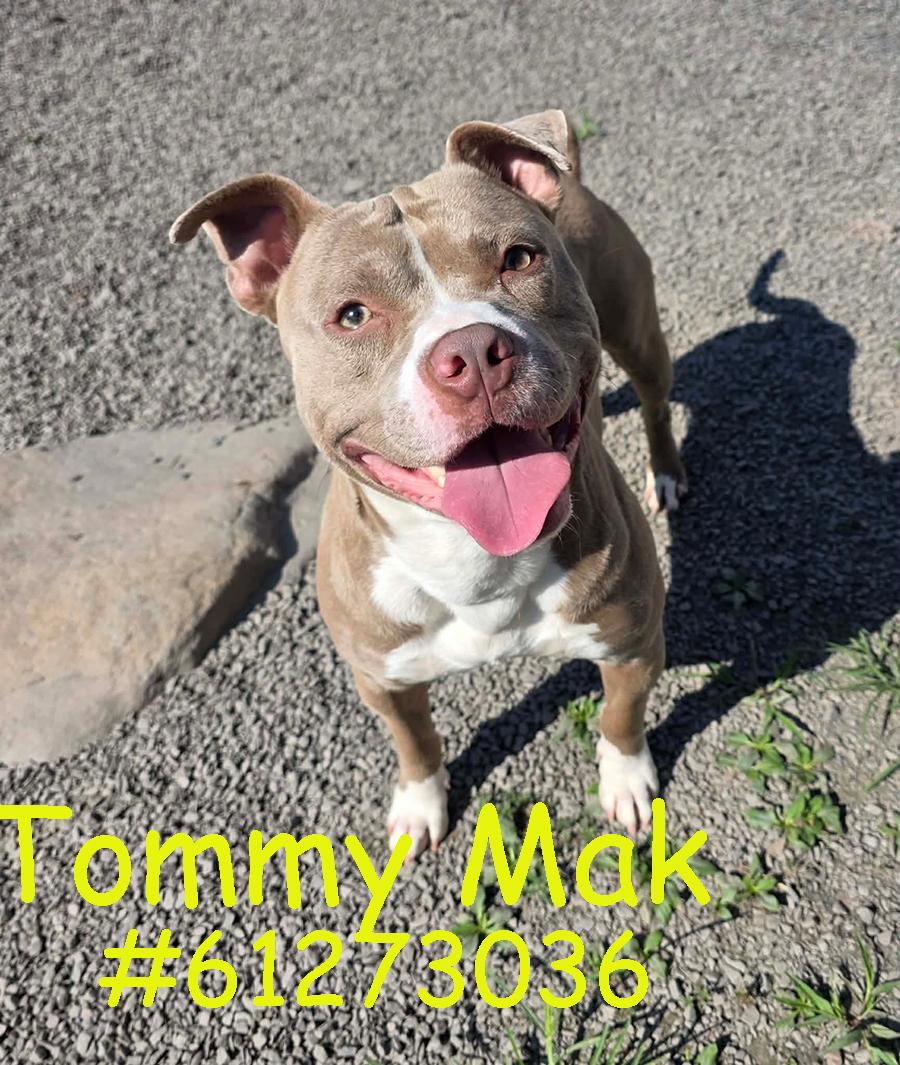 Tommy Mak, ADOPTABLE, Adult Male Pit Bull Terrier.