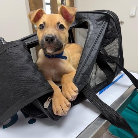 Enlarge Noble, a ADOPTABLE mixed breed in Rock Hill, SC image 1/6