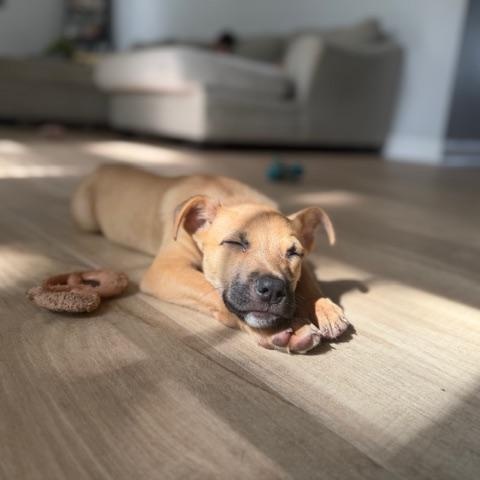 Enlarge Noble, a ADOPTABLE mixed breed in Rock Hill, SC image 3/6