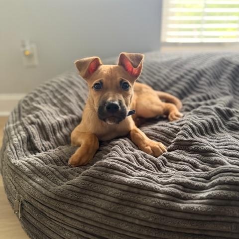 Enlarge Noble, a ADOPTABLE mixed breed in Rock Hill, SC image 2/6