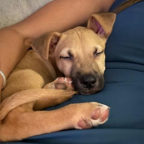 Enlarge Noble, a ADOPTABLE mixed breed in Rock Hill, SC image 5/6