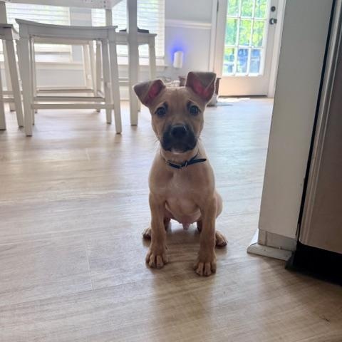 Enlarge Noble, a ADOPTABLE mixed breed in Rock Hill, SC image 4/6