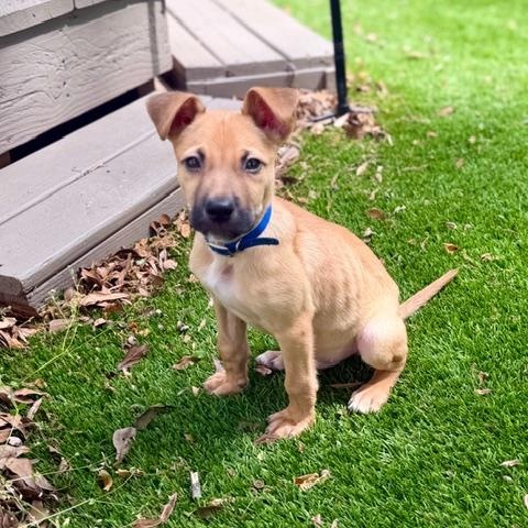 Enlarge Noble, a ADOPTABLE mixed breed in Rock Hill, SC image 6/6