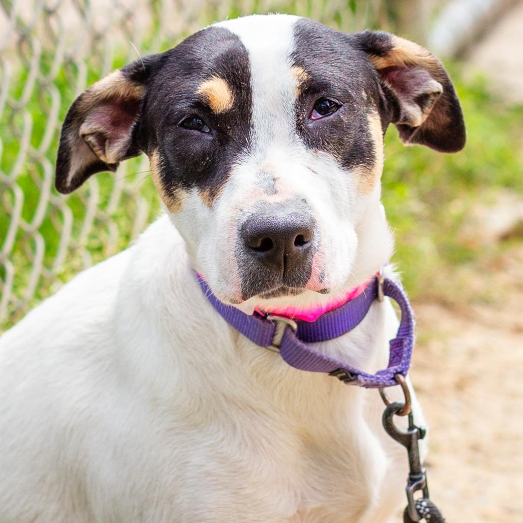 Bugatti, Adoptable, Young Female Jack Russell Terrier & Treeing Walker Coonhound.