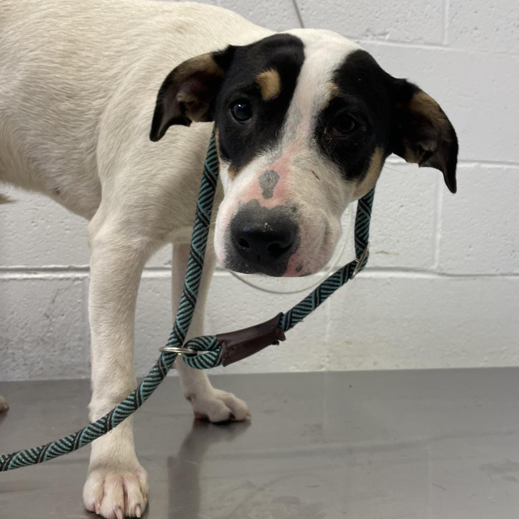 Enlarge Bugatti, a Adoptable mixed breed in Hattiesburg, MS image 2/2