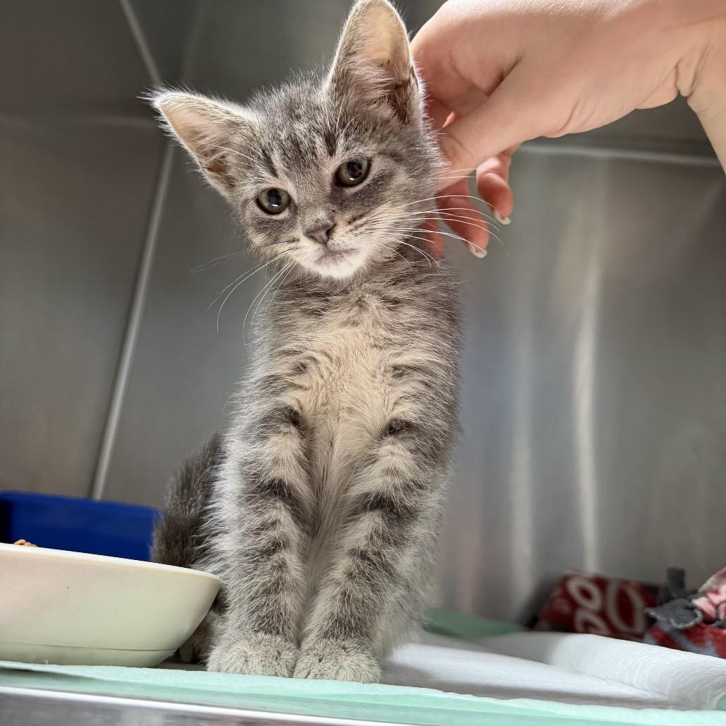 Maine, adoptable, Kitten Female Domestic Short Hair.