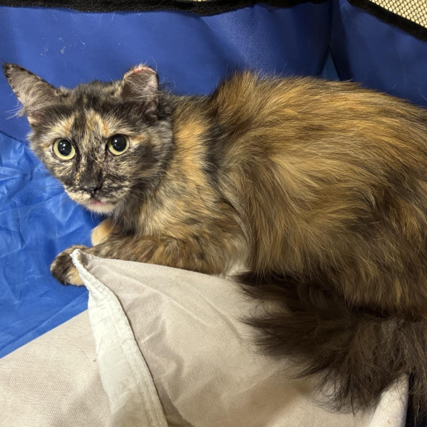 Sequoia, Adult Female unknown