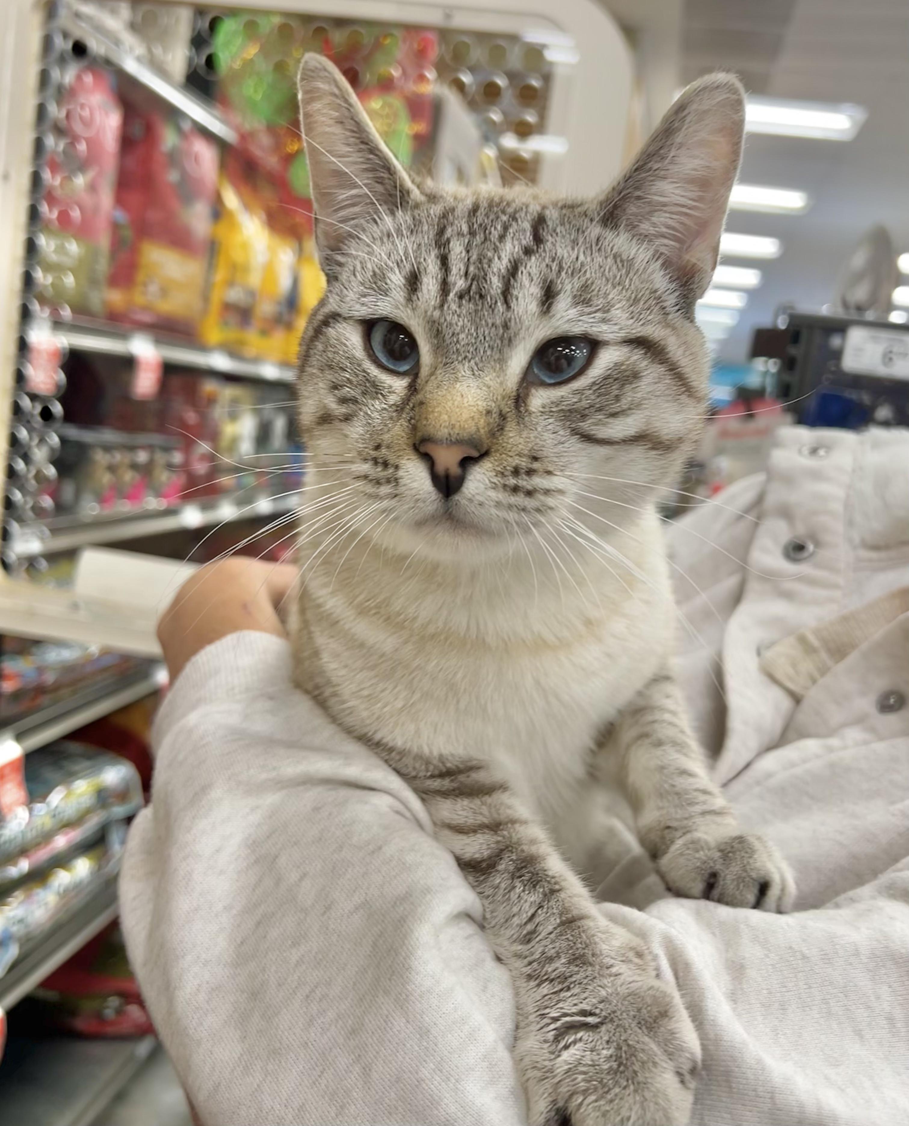 Decadence, adopted, Young Male American Shorthair & Siamese.