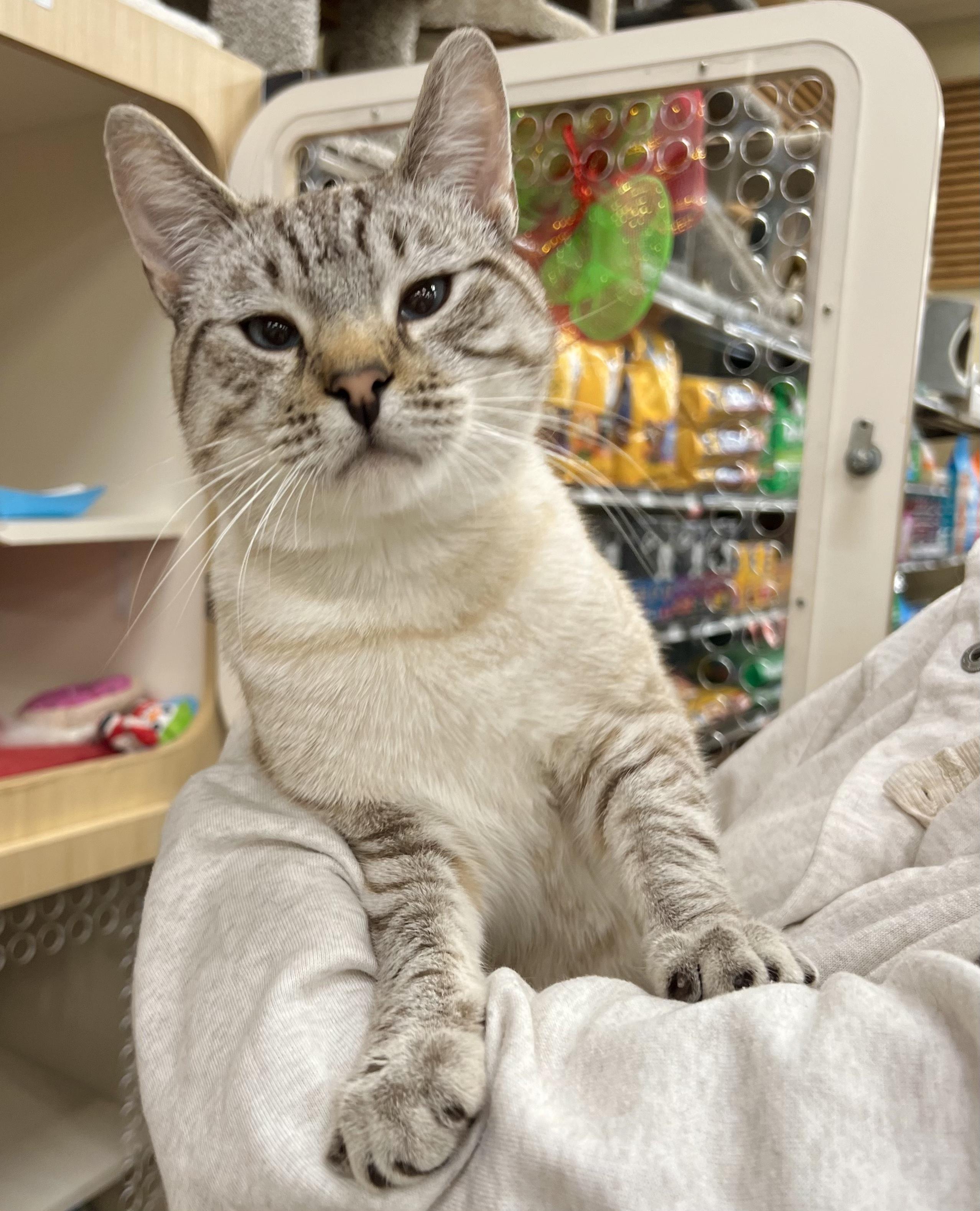 Enlarge Decadence, an adopted mixed breed in Vallejo, CA image 2/3