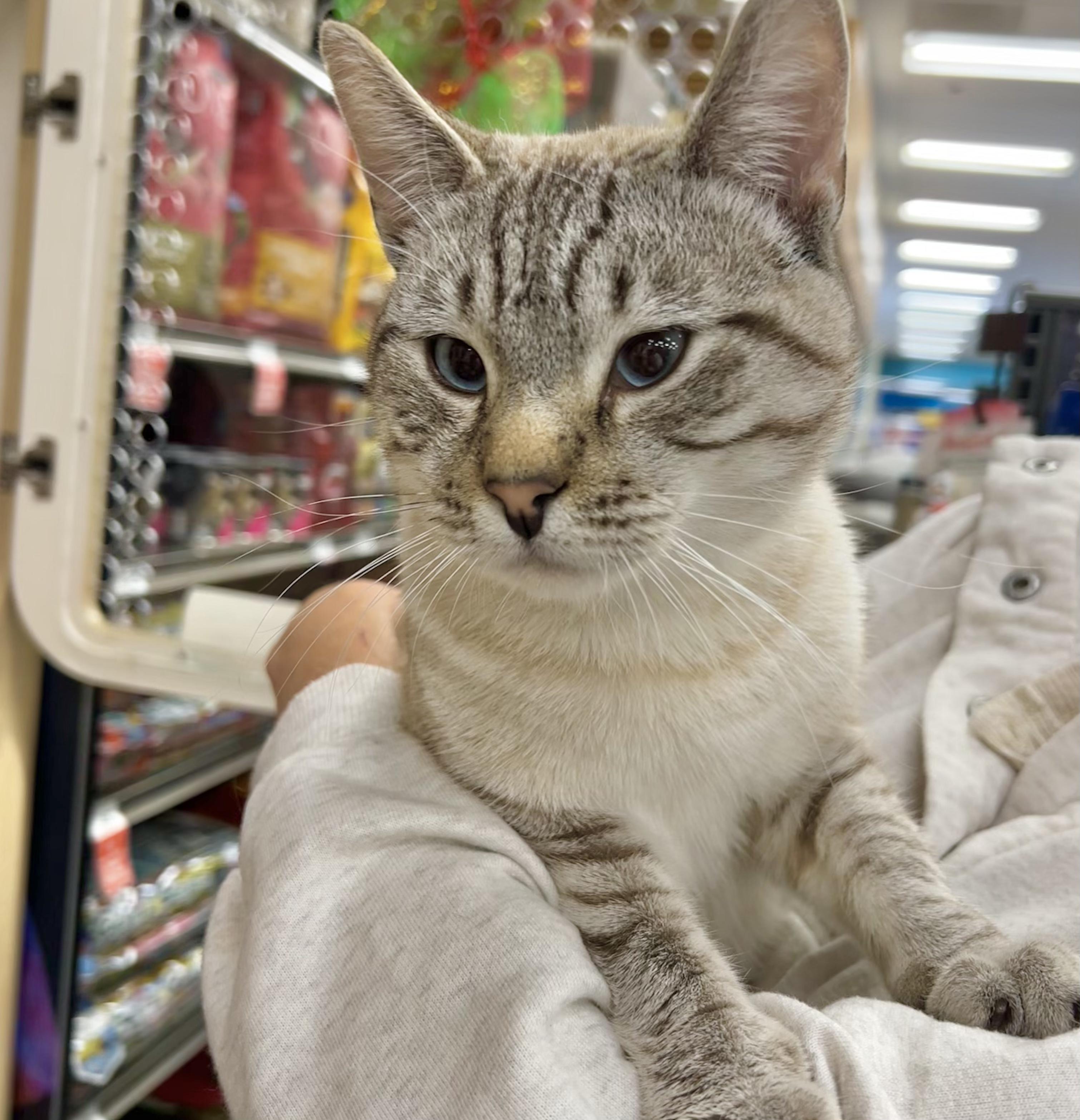 Enlarge Decadence, an adopted mixed breed in Vallejo, CA image 3/3