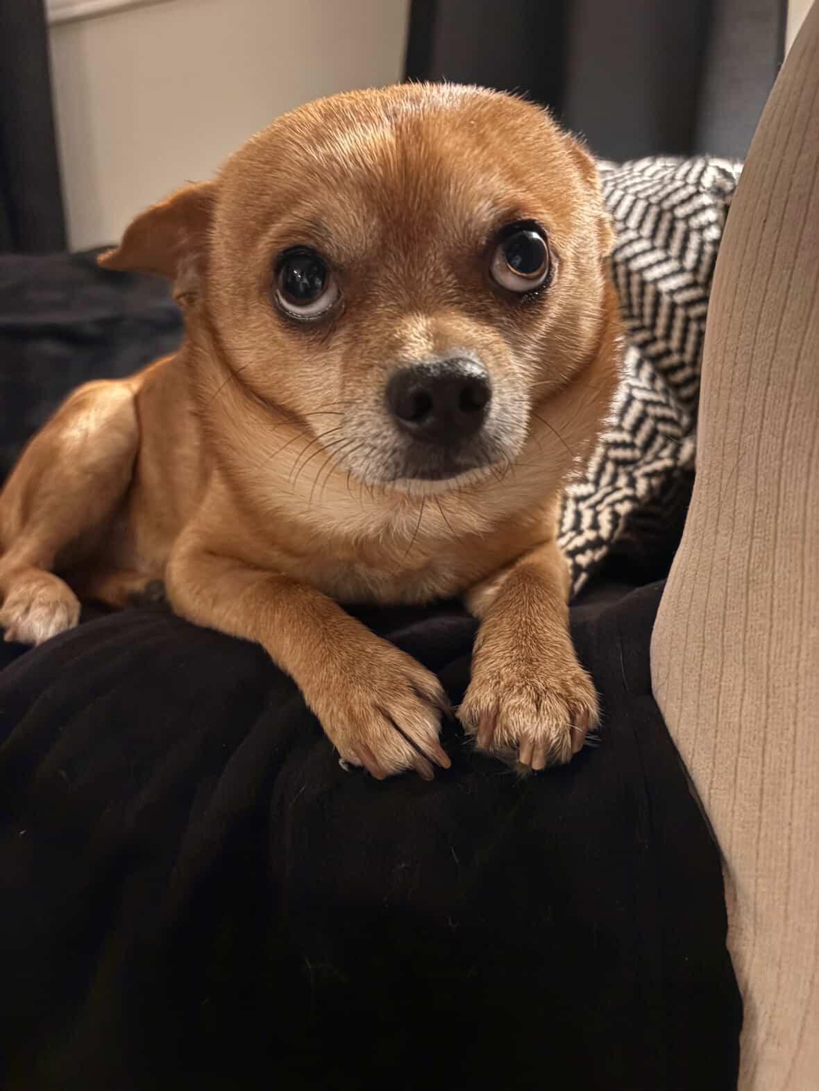 Rambo, a ADOPTABLE mixed breed in London, ON image 1/5