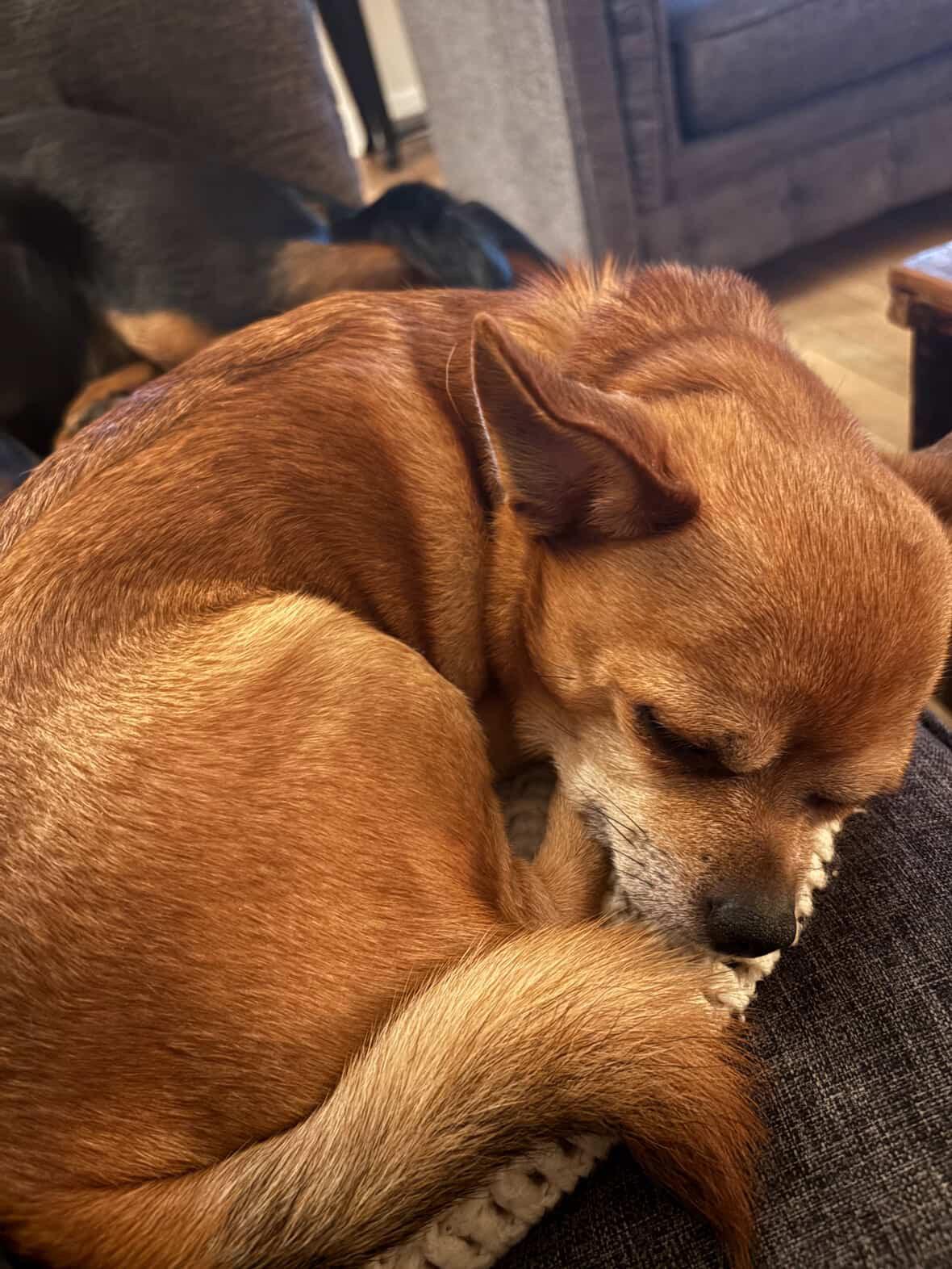 Rambo, a ADOPTABLE mixed breed in London, ON image 4/5