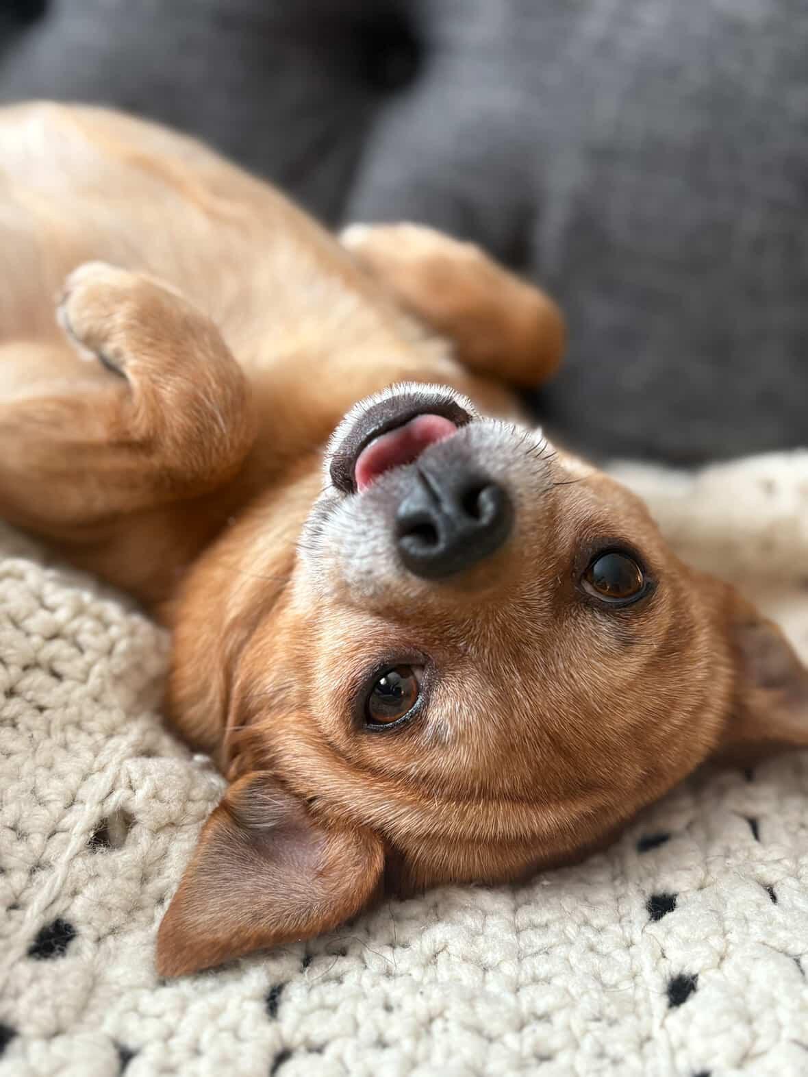 Rambo, a ADOPTABLE mixed breed in London, ON image 2/5