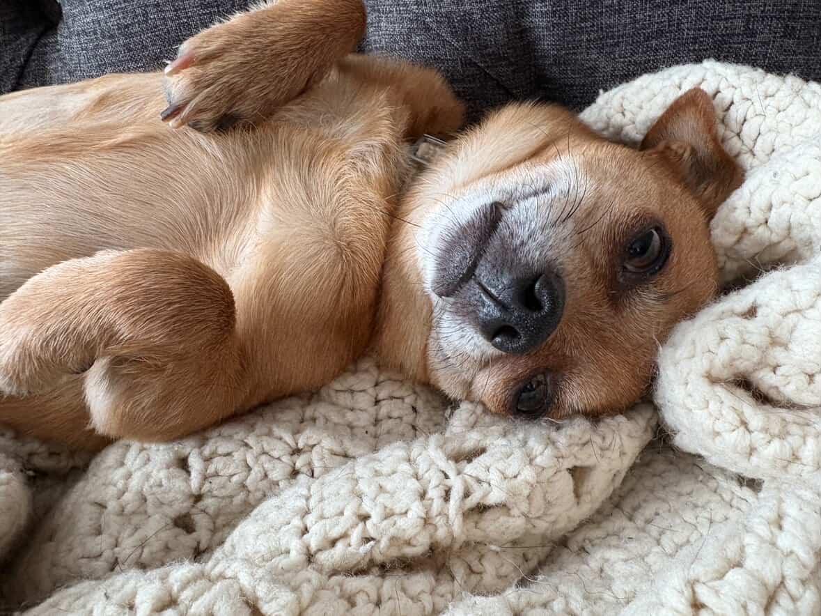 Rambo, a ADOPTABLE mixed breed in London, ON image 5/5