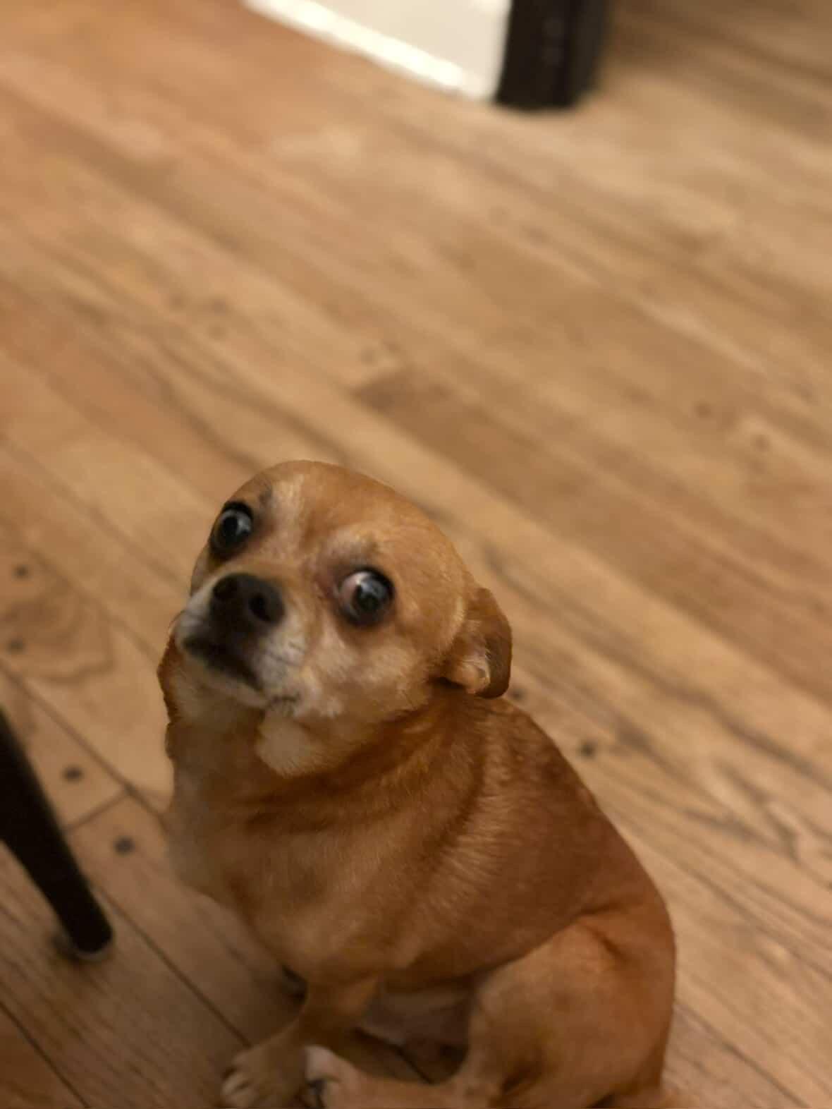 Rambo, a ADOPTABLE mixed breed in London, ON image 3/5