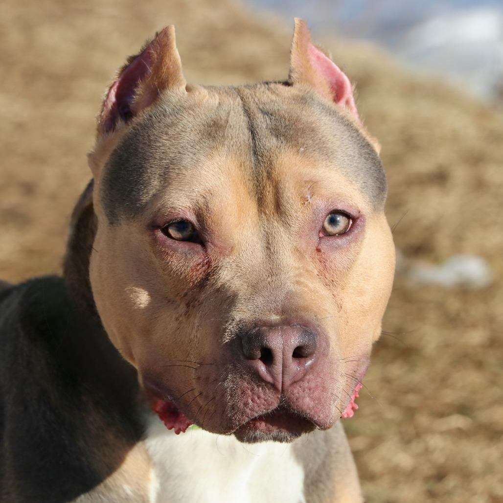 Enlarge Twix, a Adoptable Mixed Breed in Allentown, PA image 1/3