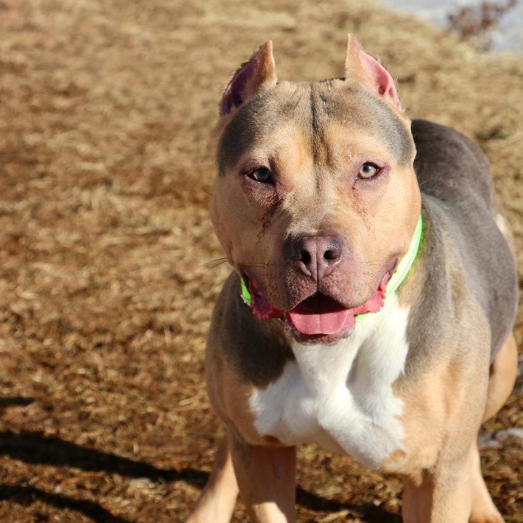 Enlarge Twix, a Adoptable Mixed Breed in Allentown, PA image 2/3