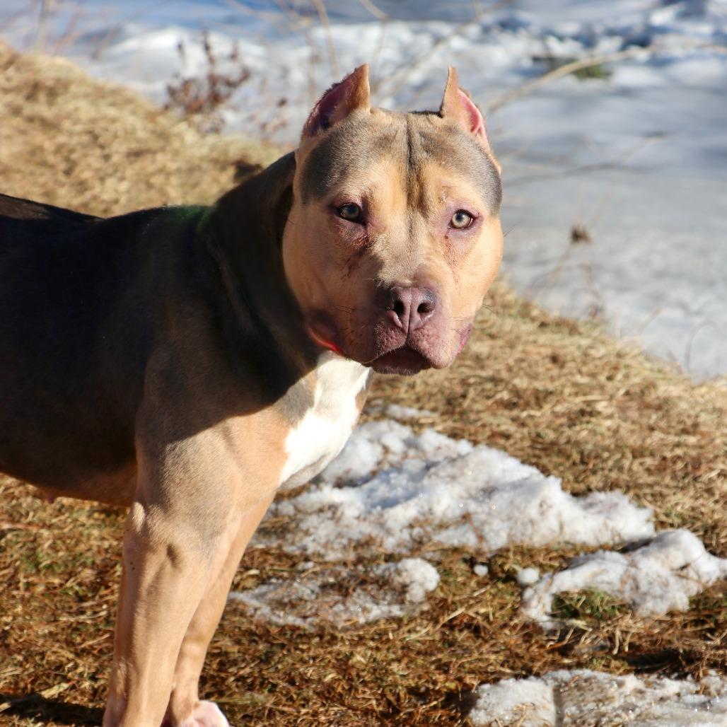 Enlarge Twix, a Adoptable Mixed Breed in Allentown, PA image 3/3