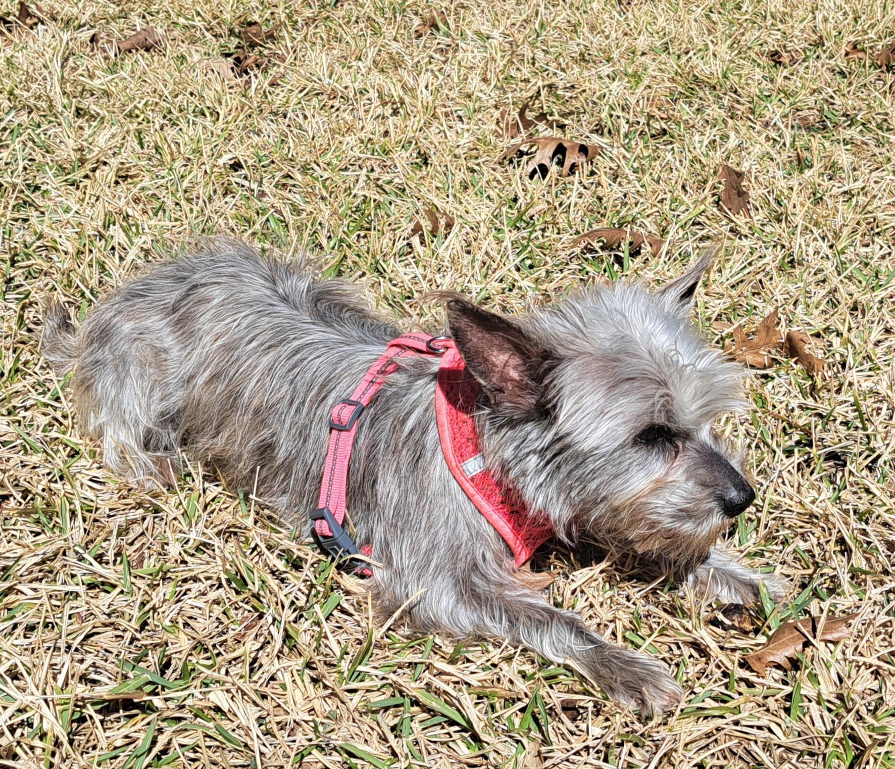 Kirby, an adopted mixed breed in Burleson, TX image 4/4