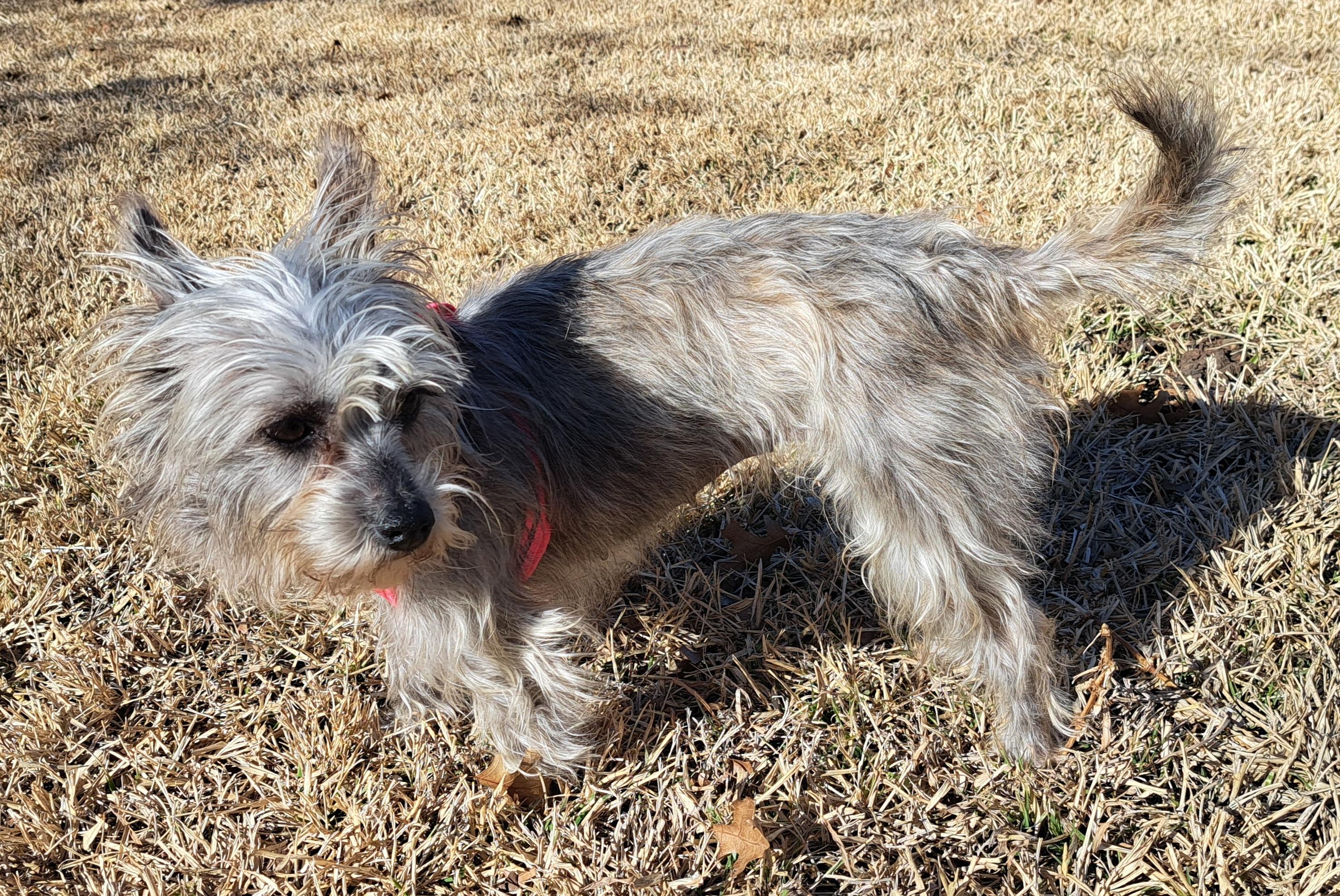 Kirby, adopted, Adult Female Cairn Terrier & Miniature Schnauzer.