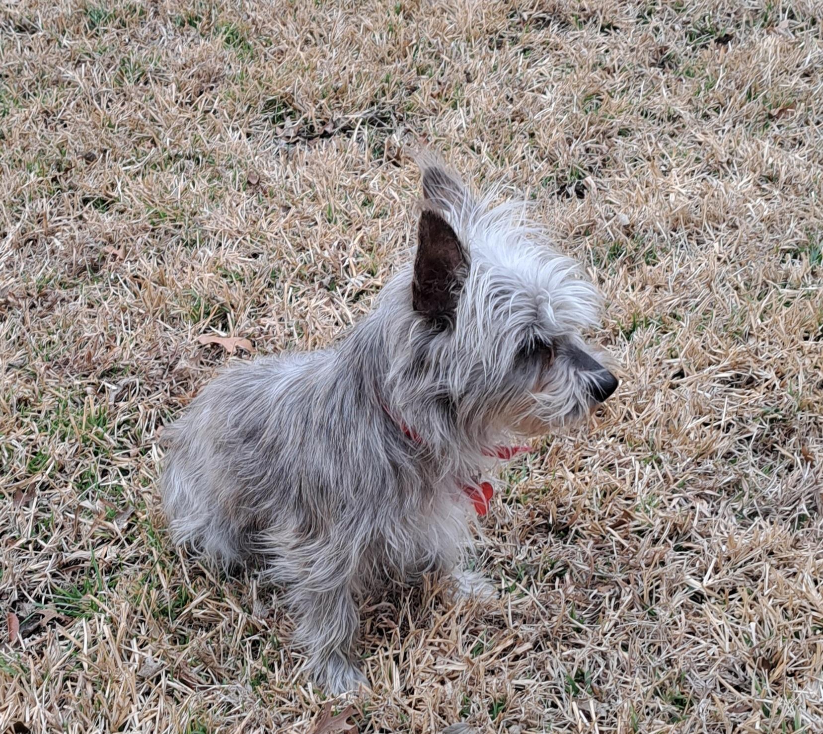 Kirby, an adopted mixed breed in Burleson, TX image 3/4