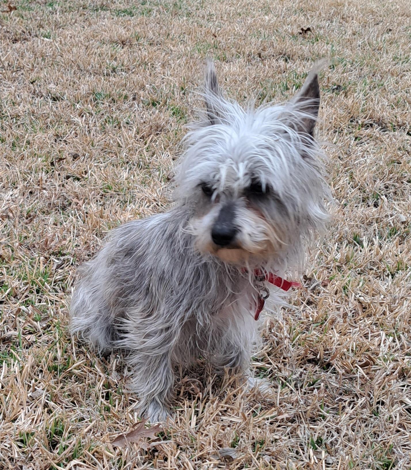 Kirby, an adopted mixed breed in Burleson, TX image 2/4
