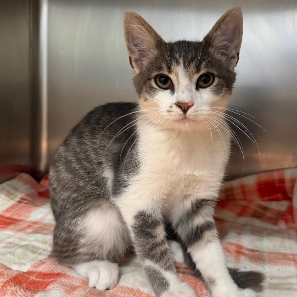 Pigeon, Adoptable, Kitten Male Domestic Short Hair.