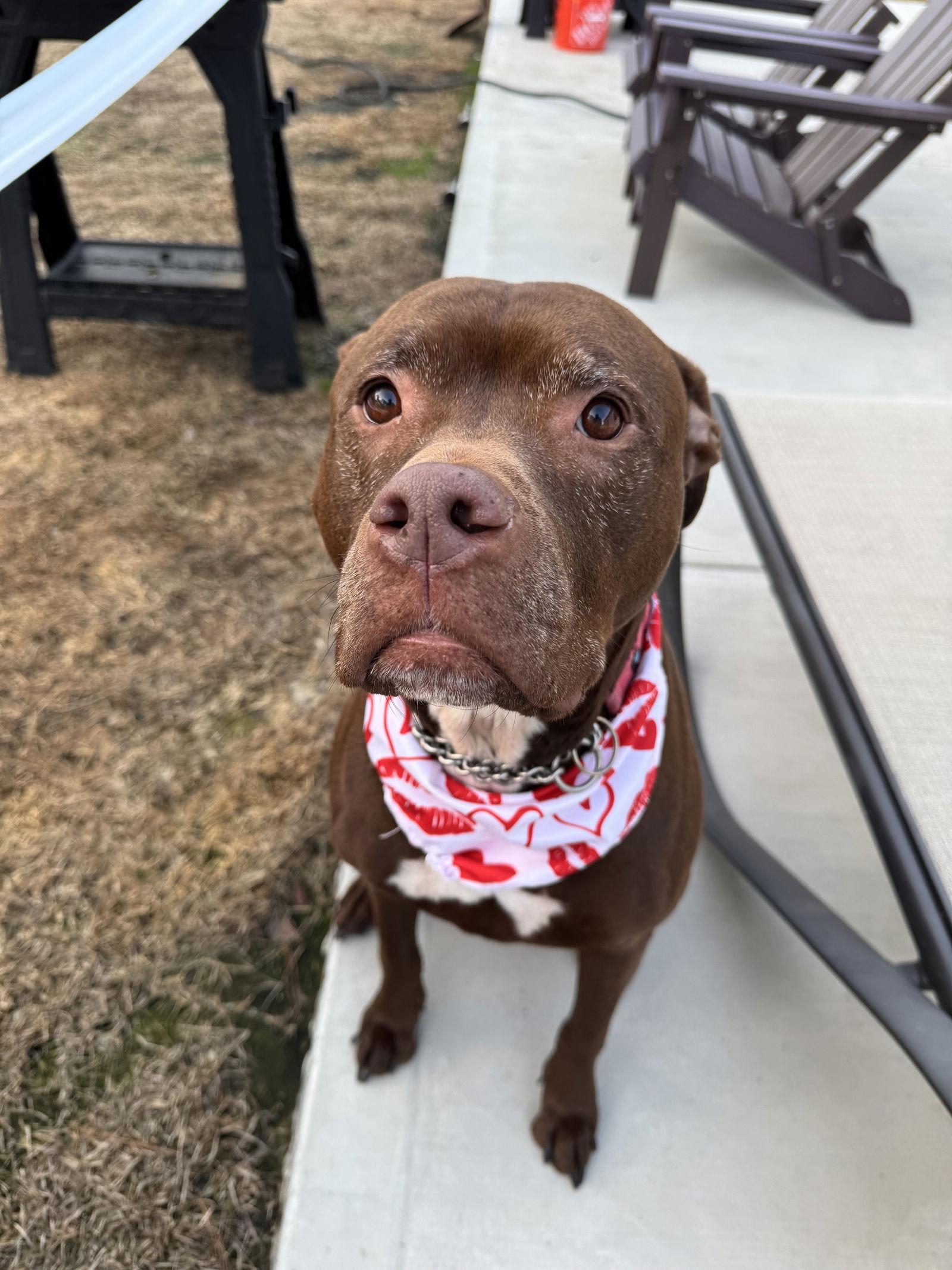 Chamber, Adoptable, Adult Male Cane Corso.