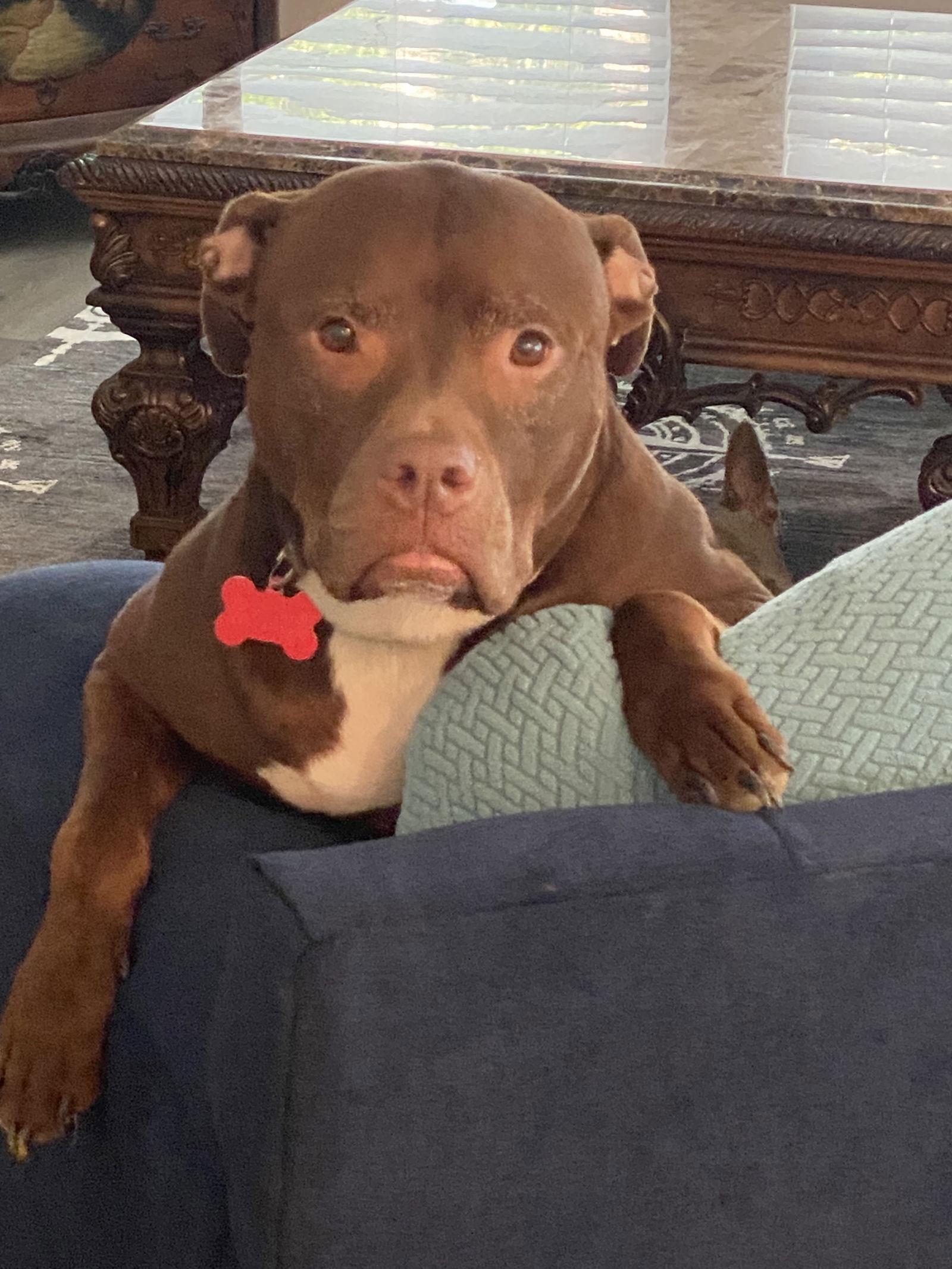 Chamber, a Adoptable Cane Corso in Columbia, MD image 2/3