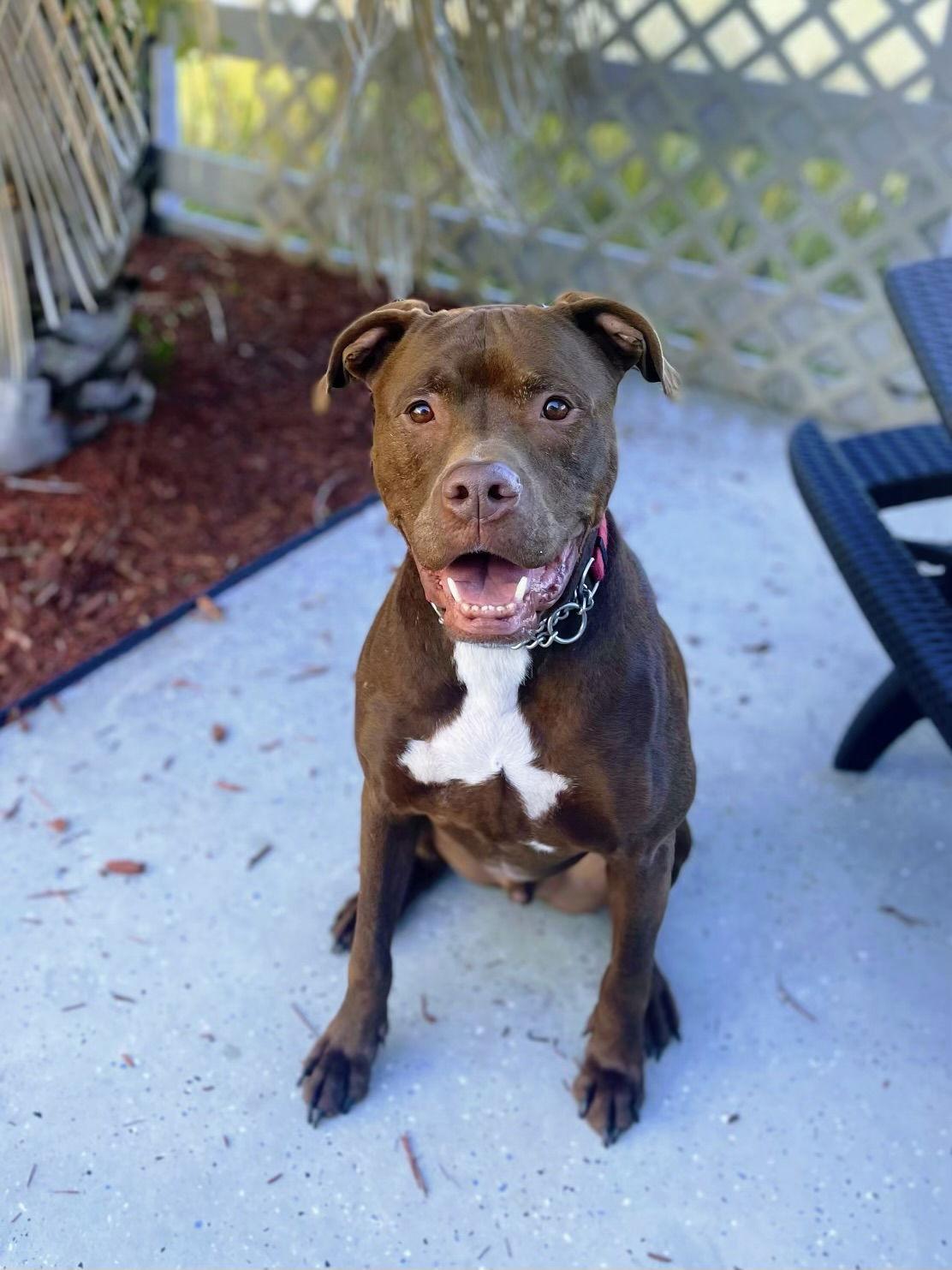 Chamber, a Adoptable Cane Corso in Columbia, MD image 3/3