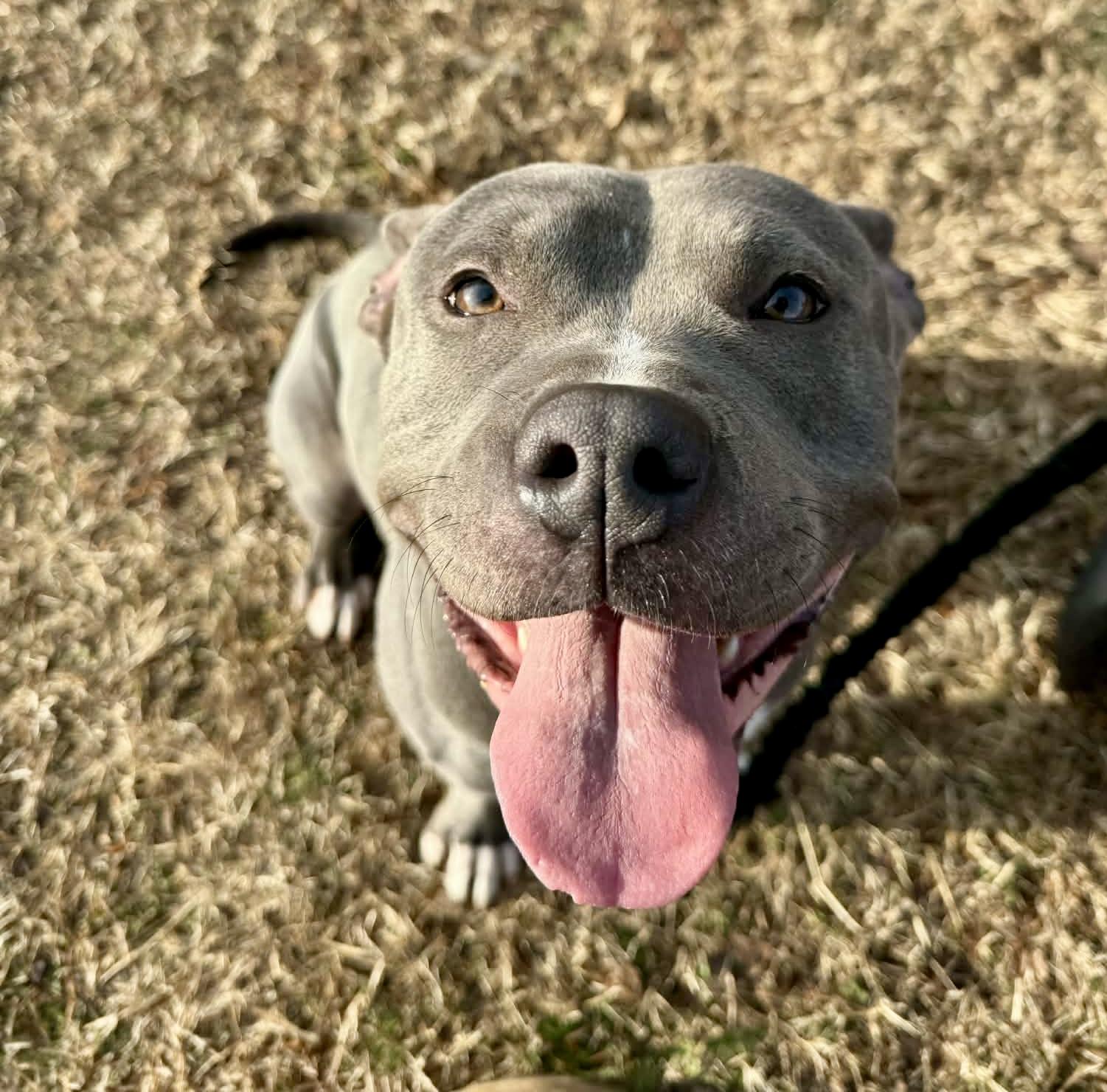 Enlarge Hitch, a Adoptable Pit Bull Terrier in Sanford, NC image 1/4