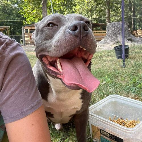 Enlarge Hitch, a Adoptable Pit Bull Terrier in Sanford, NC image 2/4