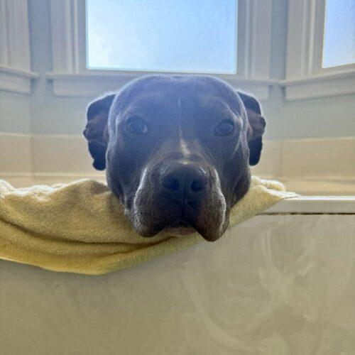 Enlarge Hitch, a Adoptable Pit Bull Terrier in Sanford, NC image 3/4