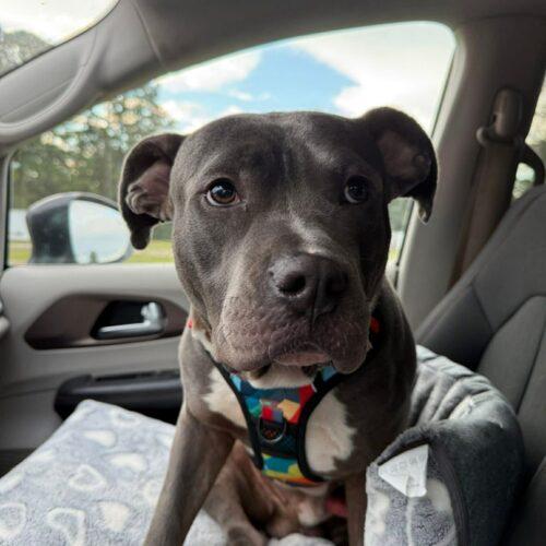 Enlarge Hitch, a Adoptable Pit Bull Terrier in Sanford, NC image 4/4