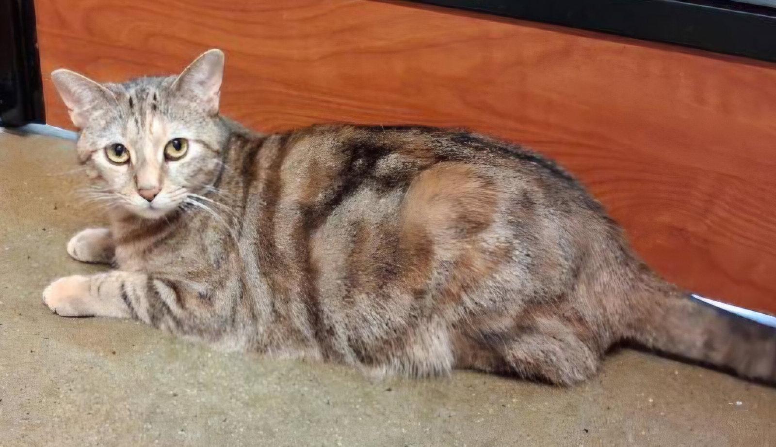 Enlarge Raquel, a Adoptable Domestic Short Hair in Trenton, NJ image 1/3