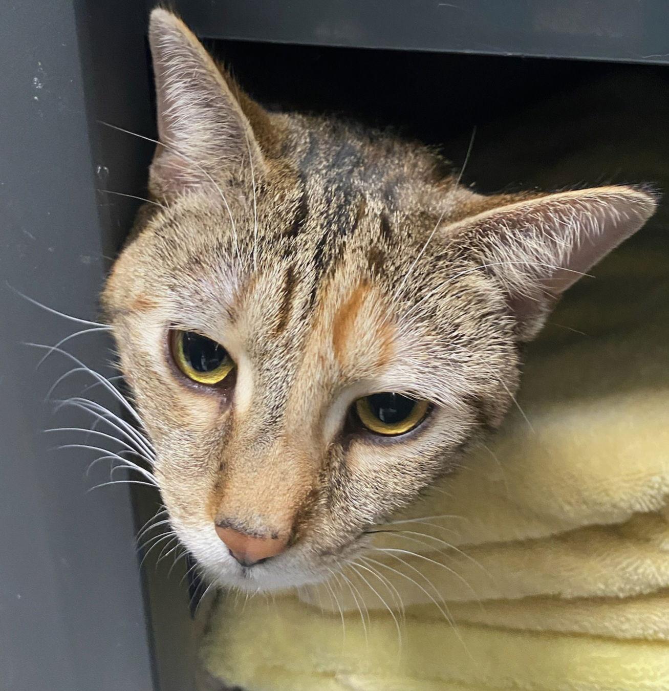 Enlarge Raquel, a Adoptable Domestic Short Hair in Trenton, NJ image 1/3