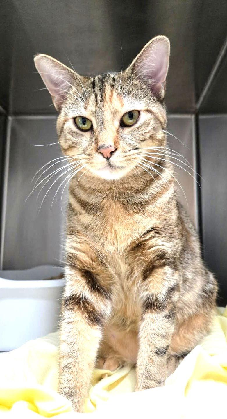 Enlarge Raquel, a Adoptable Domestic Short Hair in Trenton, NJ image 2/3