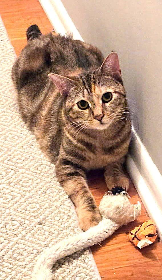 Enlarge Raquel, a Adoptable Domestic Short Hair in Trenton, NJ image 3/3