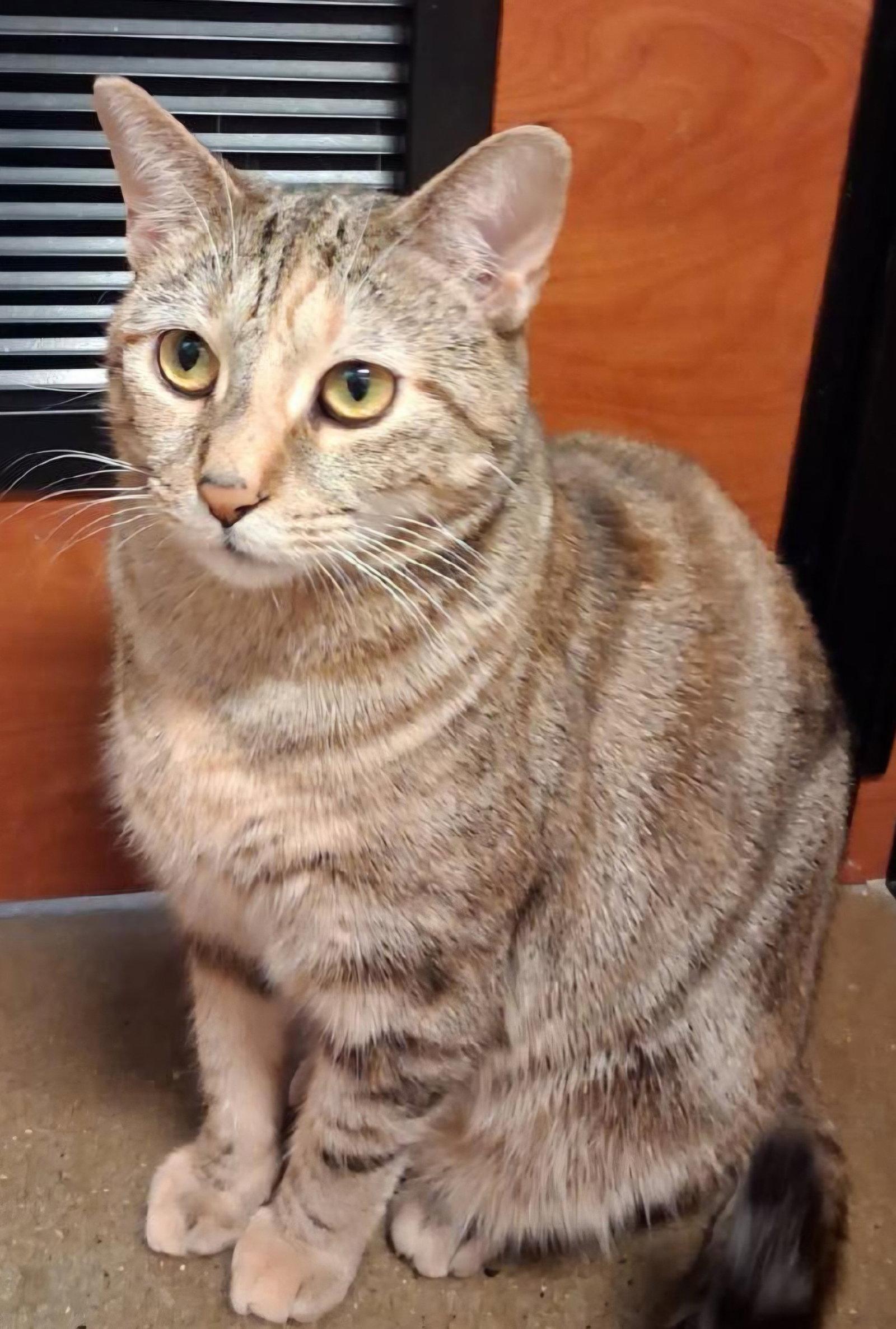 Enlarge Raquel, a Adoptable Domestic Short Hair in Trenton, NJ image 3/3